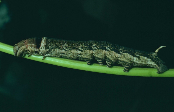 Fig. 10. Larva U estadio <i>Erinnyis alope</i></i>, posición lateral. Area de Conservación Guanacaste, Sector Santa Rosa, Sendero Natural, elevación 290 m.s.n.m. (80-SRNP-373-DHJ1603).