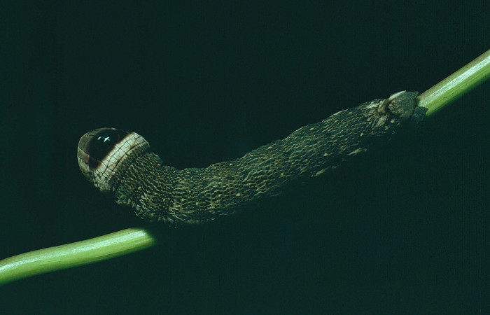 Fig. 11. Larva U estadio <i>Erinnyis alope</i></i>, posición dorsal. Area de Conservación Guanacaste, Sector Santa Rosa, Sendero Natural, elevación 290 m.s.n.m. (80-SRNP-373-DHJ1605).