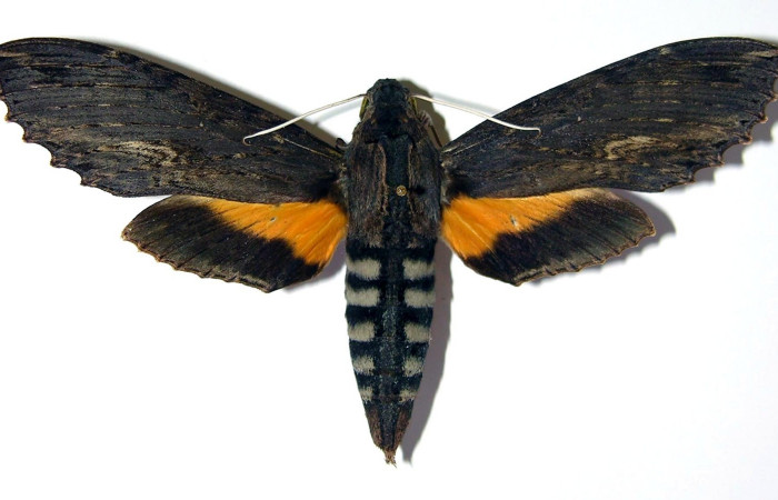 Fig. 4. Adulto <i>Erinnyis alope</i></i>, posición dorsal, hembra. Area de Conservación Guanacaste, Sector Cacao, Estación Cacao, elevación 1150 m.s.n.m. (03-SRNP-11132-DHJ95994).