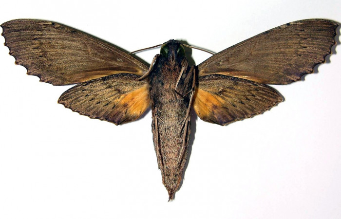 Fig. 5. Adulto <i>Erinnyis alope</i></i>, posición ventral, hembra. Area de Conservación Guanacaste, Sector Cacao, Estación Cacao, elevación 1150 m.s.n.m. (03-SRNP-11132-DHJ95995).