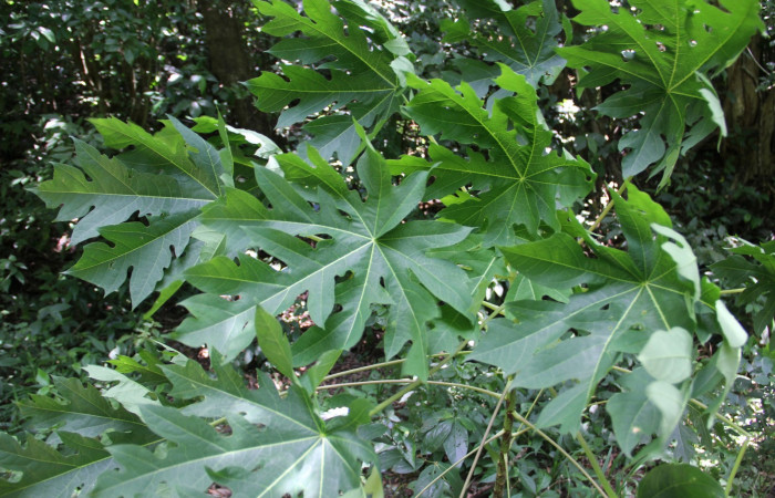 Fig. 24. Planta que come <i>Erinnyis alope</i></i>, Familia, Euphorbiaceae, <i>Carica papaya</i></i>, (introduced), posición haz, (parte de arriba). Area de Conservación Guanacaste, Sector Cacao, Gongora, elevación 570 m.s.n.m. (Foto Harry.Ramirez Jul. 2019).