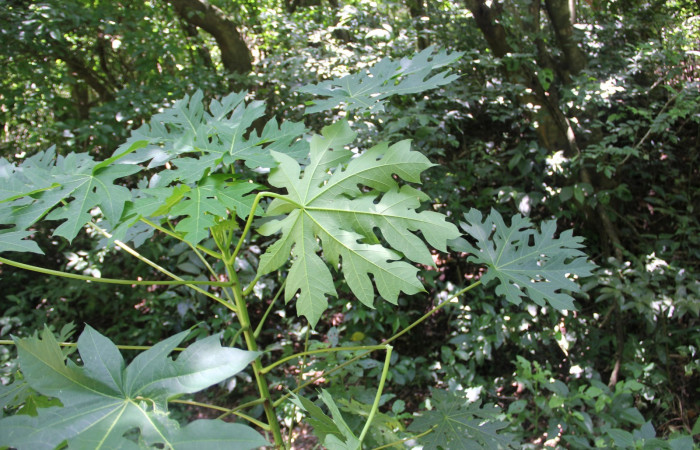 Fig. 25. Planta que come <i>Erinnyis alope</i></i>, Familia, Euphorbiaceae, <i>Carica papaya</i></i>, (introduced), posición envés, (parte de abajo). Area de Conservación Guanacaste, Sector Cacao, Gongora, elevación 570 m.s.n.m. (Foto Harry.Ramirez Jul. 2019).