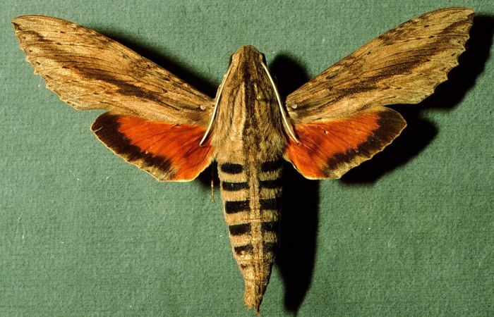 Fig. 17. Adulto <i>Erinnyis ello</i></i>, posición dorsal, macho. Area de Conservación Guanacaste, Sector Santa Rosa, Quebrada Costa Rica, elevación 275 m.s.n.m. (NBIOCRI002791759).
