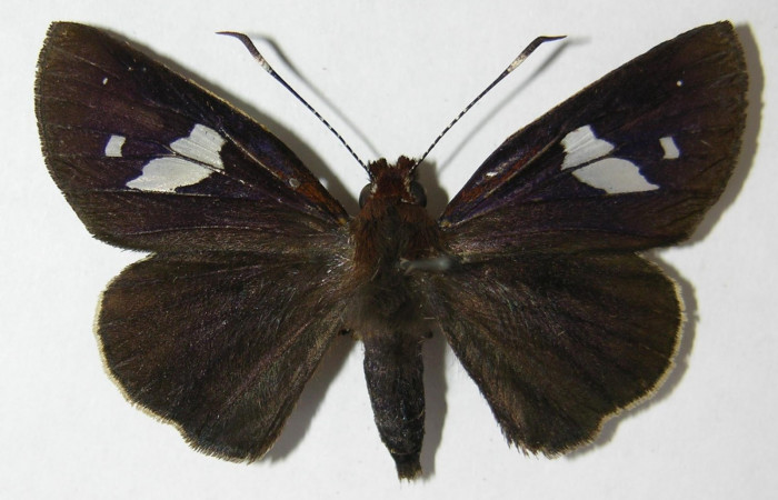Fig. 2. Adulto hembra de <i>Carystoides</i></i> Janzen03. Area de Conservación Guanacaste, Sector Cacao, Sendero Cima, elevación 1460mt. (10-SRNP-35043-DHJ519828). Posición dorsal.