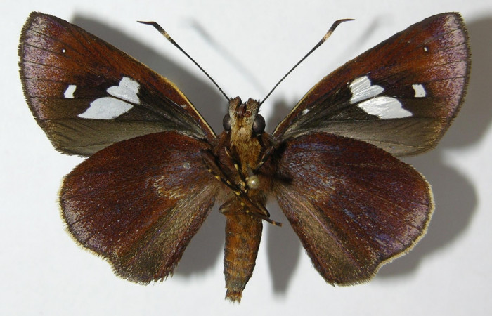 Fig. 3. Adulto hembra de <i>Carystoides</i></i> Janzen03. Area de Conservación Guanacaste, Sector Cacao, Sendero Cima, elevación 1460mt. (10-SRNP-35043-DHJ519829). Posición ventral.