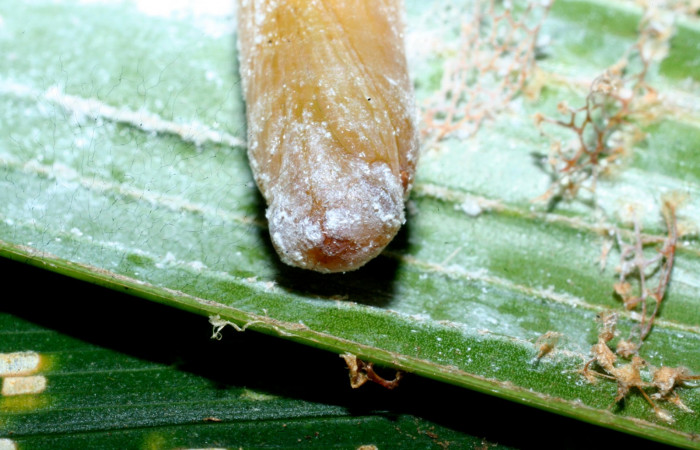 Fig. 14. Pupa de <i>Carystoides</i></i> Janzen03. Area de Conservación Guanacaste, Sector Cacao, Sendero Cima, elevación 1460mt. (10-SRNP-35044-DHJ472174.jpg).
