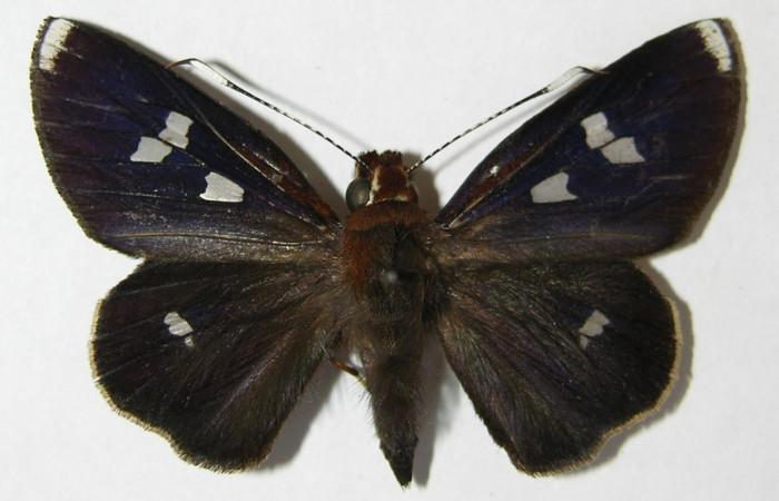 Fig. 4. Adulto macho de <i>Carystoides</i></i> Janzen03. Area de Conservación Guanacaste, Sector Cacao, Sendero Cima, elevación 1460mt. (10-SRNP-35044-DHJ519826). Posición dorsal.