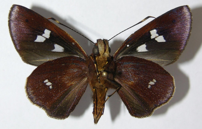 Fig. 5. Adulto macho de <i>Carystoides</i></i> Janzen03. Area de Conservación Guanacaste, Sector Cacao, Sendero Cima, elevación 1460mt. (10-SRNP-35044-DHJ519827). Posición ventral. 