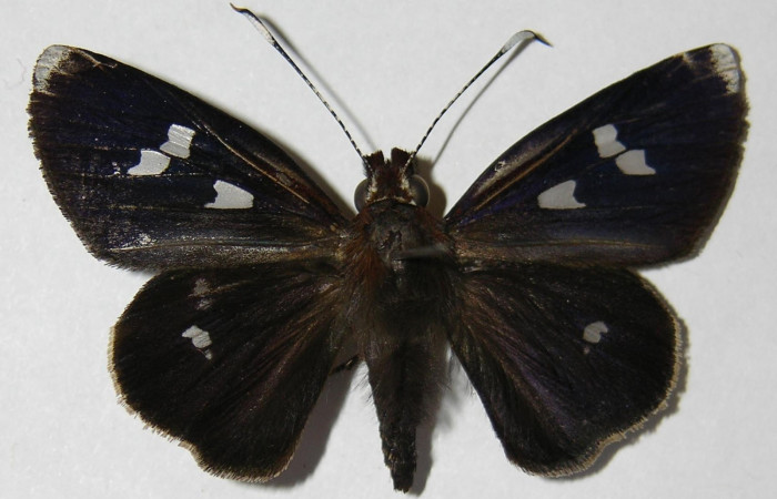 Fig. 1. Adulto de <i>Carystoides</i></i> Janzen03. Area de Conservación Guanacaste, Sector Cacao, Sendero Cima, elevación 1460mt. (10-SRNP-35155-DHJ525930).