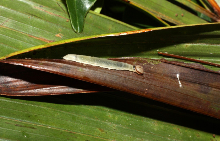 Fig. 9. Larva en tercer estadio de <i>Carystoides</i></i> Janzen03. Area de Conservación Guanacaste, Sector Cacao, Sendero Cima, elevación 1460mt. (12-SRNP-35430-DHJ490213.jpg).