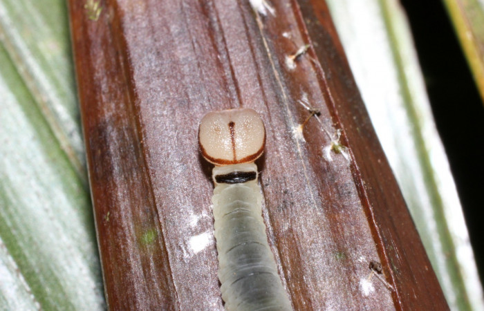 Fig. 8. Larva en tercer estadio de <i>Carystoides</i></i> Janzen03. Area de Conservación Guanacaste, Sector Cacao, Sendero Cima, elevación 1460mt. (12-SRNP-35430-DHJ490216.jpg).