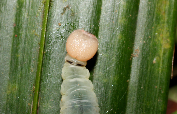 Fig. 10. Larva en último estadio de <i>Carystoides</i></i> Janzen03. Area de Conservación Guanacaste, Sector Cacao, Sendero Cima, elevación 1460mt. (12-SRNP-35431-DHJ490224.jpg).
