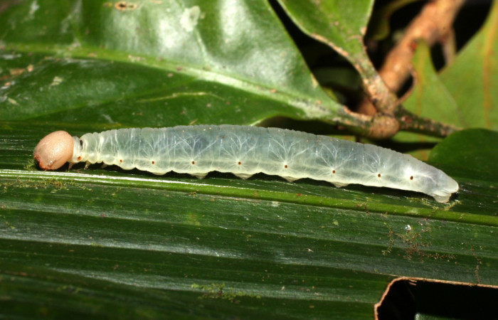 Fig. 11. Larva en último estadio de <i>Carystoides</i></i> Janzen03. Area de Conservación Guanacaste, Sector Cacao, Sendero Cima, elevación 1460mt. (12-SRNP-35431-DHJ490226.jpg).