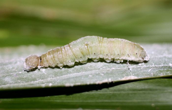Fig. 12. Larva en prepupa de <i>Carystoides</i></i> Janzen03. Area de Conservación Guanacaste, Sector Cacao, Sendero Cima, elevación 1460mt. (15-SRNP-35792-DHJ709462.jpg).