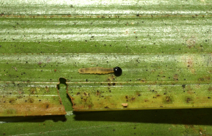 Fig. 7. Larva en segundo estadio de <i>Carystoides</i></i> Janzen03. Area de Conservación Guanacaste, Sector Cacao, Sendero Cima, elevación 1460mt. (15-SRNP-35792-DHJ709467.jpg).