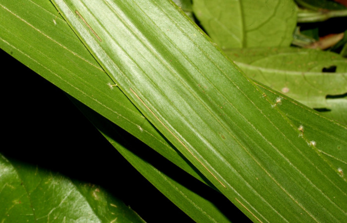 Fig. 6. Casita de <i>Carystoides</i></i> Janzen03 en penúltimo estadio. Area de Conservación Guanacaste, Sector Santa María, Sendero Fosa, elevación 1859mt. (17-SRNP-35105-DHJ734059.jpg).
