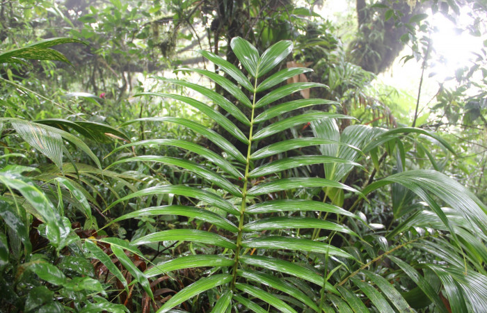 Fig. 16. Area de Conservación Guanacaste, Sector Cacao, Sendero Cima, elevación 1460mt, planta hospedera de <i>Carystoides</i></i> Janzen03.<i> Prestoea acuminata</i></i> de la familia Arecaceae. (foto 30.JMP 08/02/2019 .jpg).