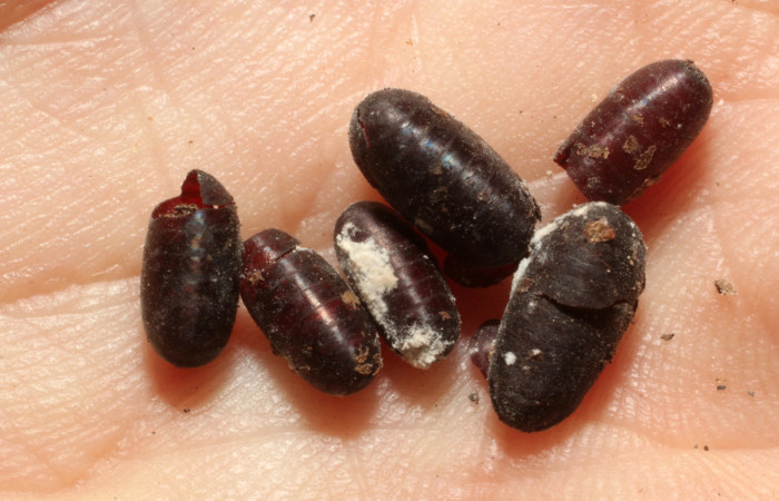 Figura 11. Parásitos Tachinidae de <i>Erinnyis oenotrus</i></i> (Sphingidae), vista dorsal, localidad Bosque San Emilio, Sector Santa Rosa ACG (300m). Voucher: 13-SRNP-16231-DHJ804541.jpg.