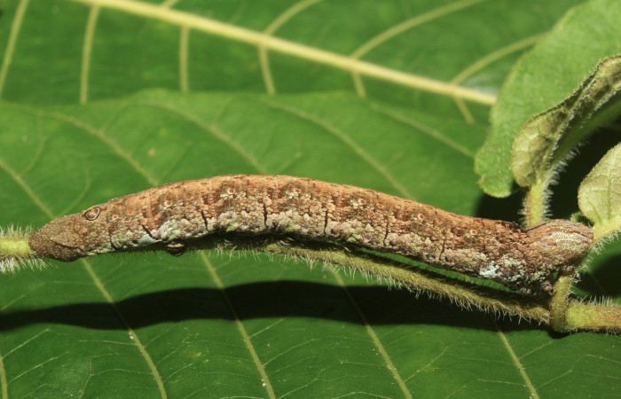 Figura 3. Larva <i>Erinnyis oenotrus</i></i> (Sphingidae), en penúltimo estadío (PU), vista lateral, localidad Medrano, Sector Pitilla ACG (380m). Voucher: 19-SRNP-70707-DHJ751048.jpg.