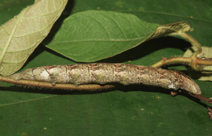 Figura 4. Larva <i>Erinnyis oenotrus</i></i> (Sphingidae), en último estadío (U), vista lateral, localidad Medrano, Sector Pitilla ACG (380m). Voucher: 19-SRNP-70707-DHJ751061.jpg.