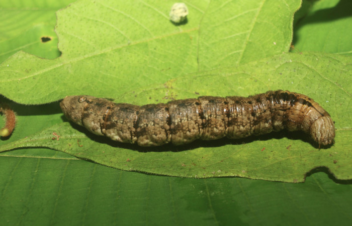Figura 5. Larva <i>Erinnyis oenotrus</i></i> (Sphingidae), en estado de prepupa, vista lateral, localidad Medrano, Sector Pitilla ACG (380m). Voucher: 19-SRNP-70707-DHJ751260.jpg.