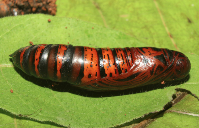 Figura 6. Pupa de <i>Erinnyis oenotrus</i></i> (Sphingidae), vista lateral, localidad Medrano, Sector Pitilla ACG (380m). Voucher: 19-SRNP-70707-DHJ751455.jpg.