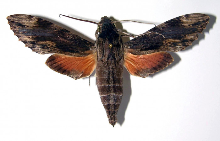 Figura 7. Adulto de <i>Erinnyis oenotrus</i></i> (Sphingidae), macho vista dorsal, localidad Bosque San Emilio, Sector Santa Rosa ACG (300m). Voucher: 82-SRNP-245-DHJ95326.jpg.