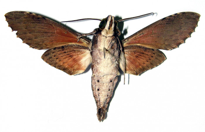Figura 8. Adulto de <i>Erinnyis oenotrus</i></i> (Sphingidae), macho vista ventral, localidad Bosque San Emilio, Sector Santa Rosa ACG (300m). Voucher: 82-SRNP-245-DHJ95327.jpg.