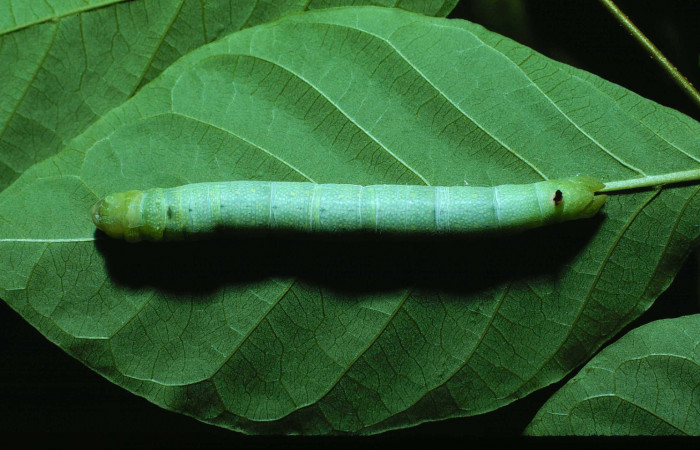 Figura 2. Larva <i>Erinnyis oenotrus</i></i> (Sphingidae), en tercer estadío (PPU), vista dorsal, localidad Bosque San Emilio, Sector Santa Rosa ACG (300m). Voucher: 84-SRNP-831-DHJ7709.jpg.