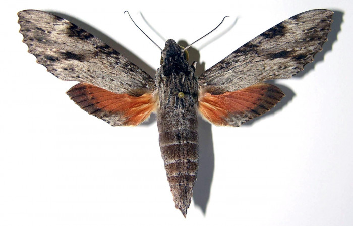 Figura 9. Adulto de <i>Erinnyis oenotrus</i></i> (Sphingidae), hembra vista dorsal, localidad Bosque Humedo, Sector Santa Rosa ACG (290m). Voucher: 85-SRNP-219-DHJ95332.jpg.