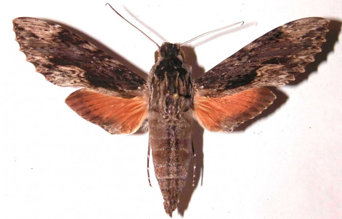Figura 1. Adulto de <i>Erinnyis oenotrus</i></i> (Sphingidae), macho vista dorsal, localidad Area Administrativa, Sector Santa Rosa ACG (295m). Voucher: 85-SRNP-220.1-DHJ35698.jpg.
