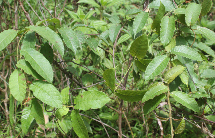 Figura 12. Planta hospedera de <i>Erinnyis oenotrus</i></i> (Sphingidae), esta planta se llama Mandevilla hirsuta (Apocynaceae), localidad Medrano, Sector Pitilla ACG (380m). Foto; Ricardo Calero 18 julio 2019.