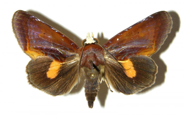 Figura 7. Adulto de <i>Gonodonta fulvangula</i></i>, vista dorsal. (03-SRNP-11150-DHJ311940).