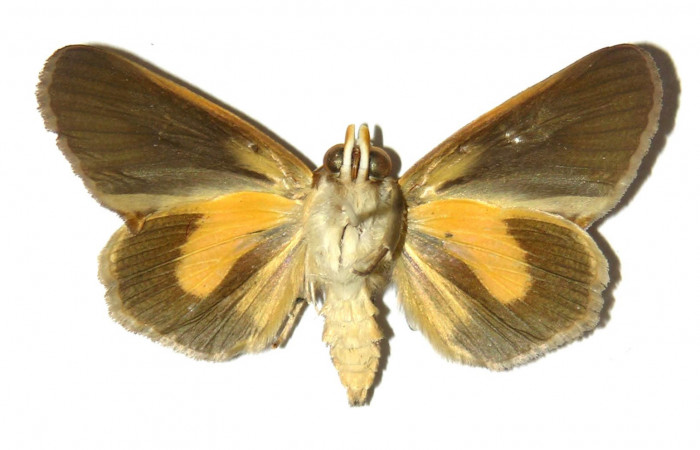 Figura 8. Adulto de <i>Gonodonta fulvangula</i></i>, vista ventral. (03-SRNP-11150-DHJ311941).