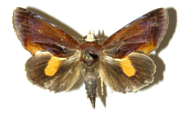 Figura 9. Adulto de <i>Gonodonta fulvangula</i></i>, vista dorsal. (05-SRNP-41211-DHJ311964).