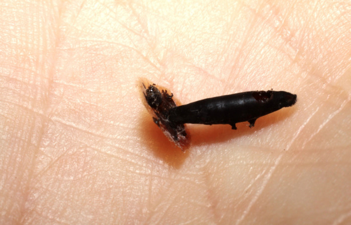 Figura 11. Capullo de Braconidae, <i>Aleiodes nigristemmaticum</i></i>, parásito que ataca a la larva <i>Gonodonta fulvangula</i></i>. (08-SRNP-21975-DHJ469458).