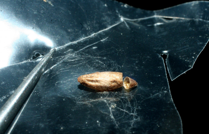 Figura 13. Capullo de Braconidae, <i>Snellenius phildevriesi</i></i>, parásito que ataca a la larva <i>Gonodonta fulvangula</i></i>. (08-SRNP-32308-DHJ462421).