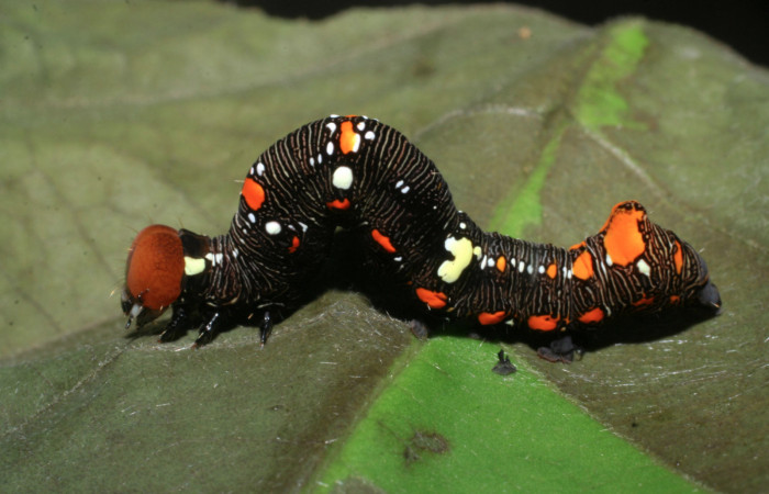 Figura 5. Larva de <i>Gonodonta fulvangula</i></i> vista lateral en último estadio. (08-SRNP-56296-DHJ442778).