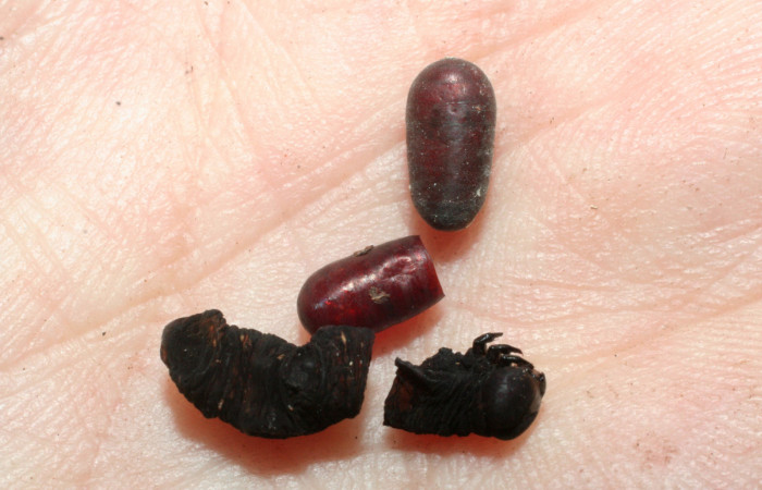 Figura 14. Detalle de exuvia de parásito
<i>Eucelatoria</i></i> aureaDHJ01 de la familia
Tachinidae, que atacan larva de <i>Gonodonta fulvangula</i></i>. (08-SRNP-57041-DHJ462622)