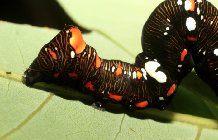 Figura 3. Larva de <i>Gonodonta fulvangula</i></i> detalle de manchas en su dorso y lateral en último estadio. (14-SRNP-44315-DHJ803366).