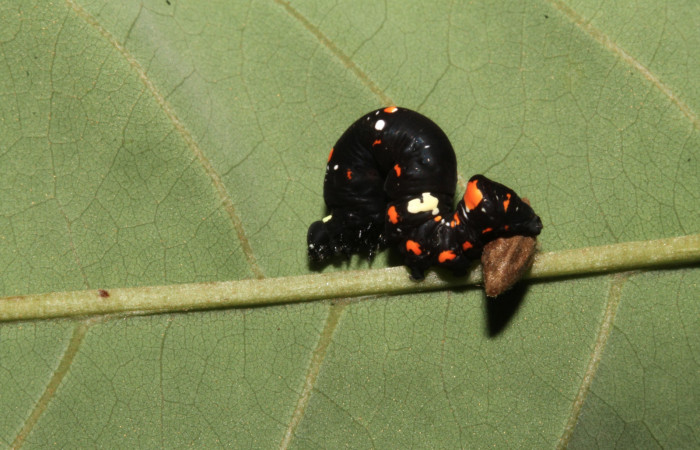 Figura 12. Capullo de Braconidae, parásito que ataca a la larva <i>Gonodonta fulvangula</i></i>. (15-SRNP-40348-DHJ724377).