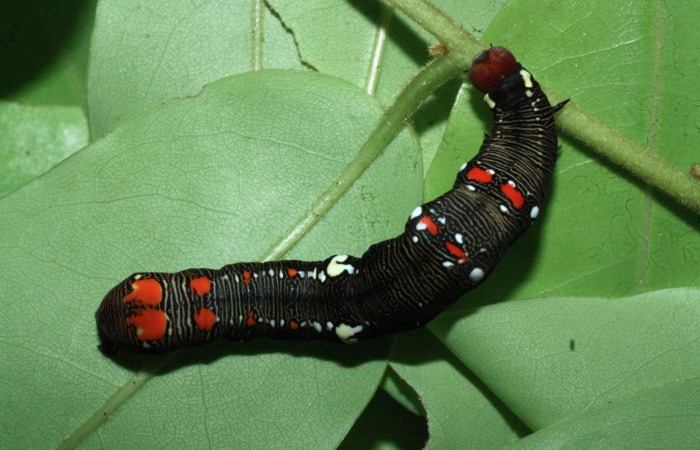 Figura 1. Larva de <i>Gonodonta fulvangula</i></i> en último  estadío, vista dorsal. (18-SRNP-20416-DHJ711171).