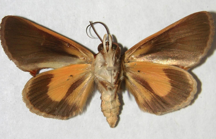 Figura 10. Adulto de <i>Gonodonta fulvangula</i></i>, vista ventral. (95-SRNP-8404-DHJ365967).