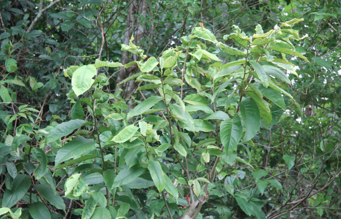 Figura 6. planta hospedera de <i>Annona rensoniana</i></i> donde se alimenta <i>Gonodonta fulvangula</i></i>. Estación Biológica Botarrama, foto Keiner Aragon,
12/08/2019.