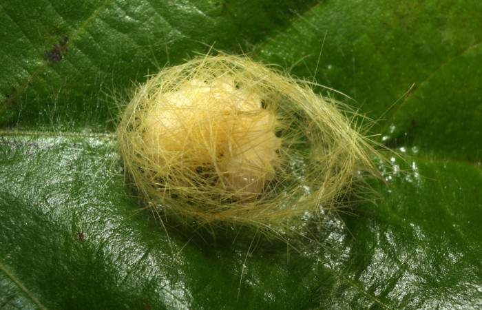 Fig 5. Pupa <i>Correbia undulata</i></i>. Estación Biológica Quica, Sendero Medrano. Voucher 12-SRNP-71170-DHJ495464.