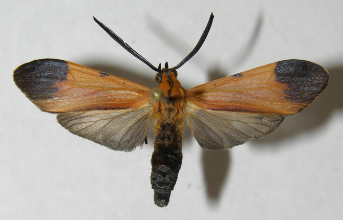 Fig 6. Adulto <i>Correbia undulata</i></i> (Erebidae), vista dorsal, localidad Area Administrativa del Sector Santa Rosa, mide 27 mm. Voucher 12-SRNP-71392-DHJ565216.jpg