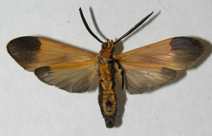 Fig 7. Adulto <i>Correbia undulata</i></i> (Erebidae),vista ventral, localidad Area Administrativa del Sector Santa Rosa, mide 33 mm.
Voucher 12-SRNP-71392-DHJ565217.jpg