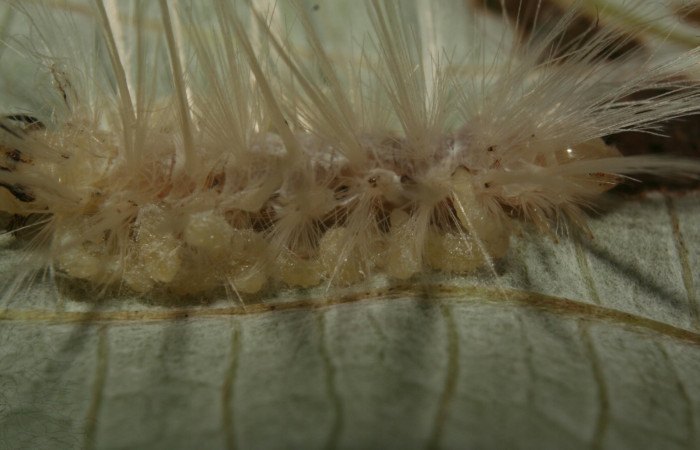 Fig 10. Larvitas de parásito de familia (Braconidae) pegado a cutícula de la larva <i>Correbia undulata</i></i>. 
Voucher 12-SRNP-71894-DHJ495597