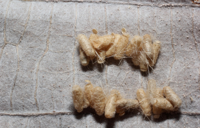 Fig 11. Capullos de parásito de familia (Braconidae, especie  Glyptapanteles Janzen22, que parasita la larva <i>Correbia undulata</i></i>. 
Voucher 12-SRNP-71894-DHJ804322