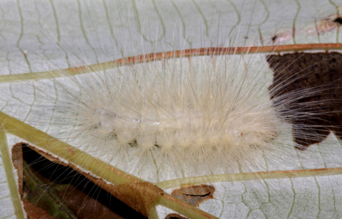Fig 1. Larva <i>Correbia undulata</i></i>  dorsal entero, penúltimo estadio localizada en  Sendero Pasmompa. Sector Pitilla, planta <i>Cecropia insignis</i></i>. 
Voucher 14-SRNP-31641-DHJ721395
